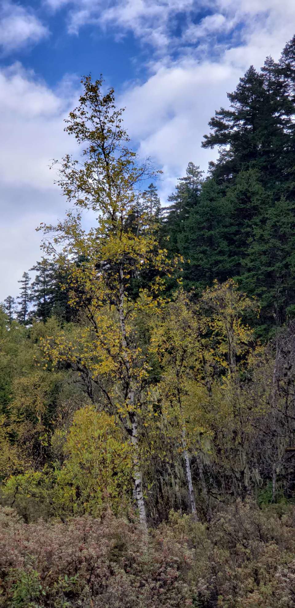 d22q_dPg70Gy0kvpgNktIAqU5NTFyBtZik6rWuXaNFm_yHaqmxBGFTyzEut2U0TG