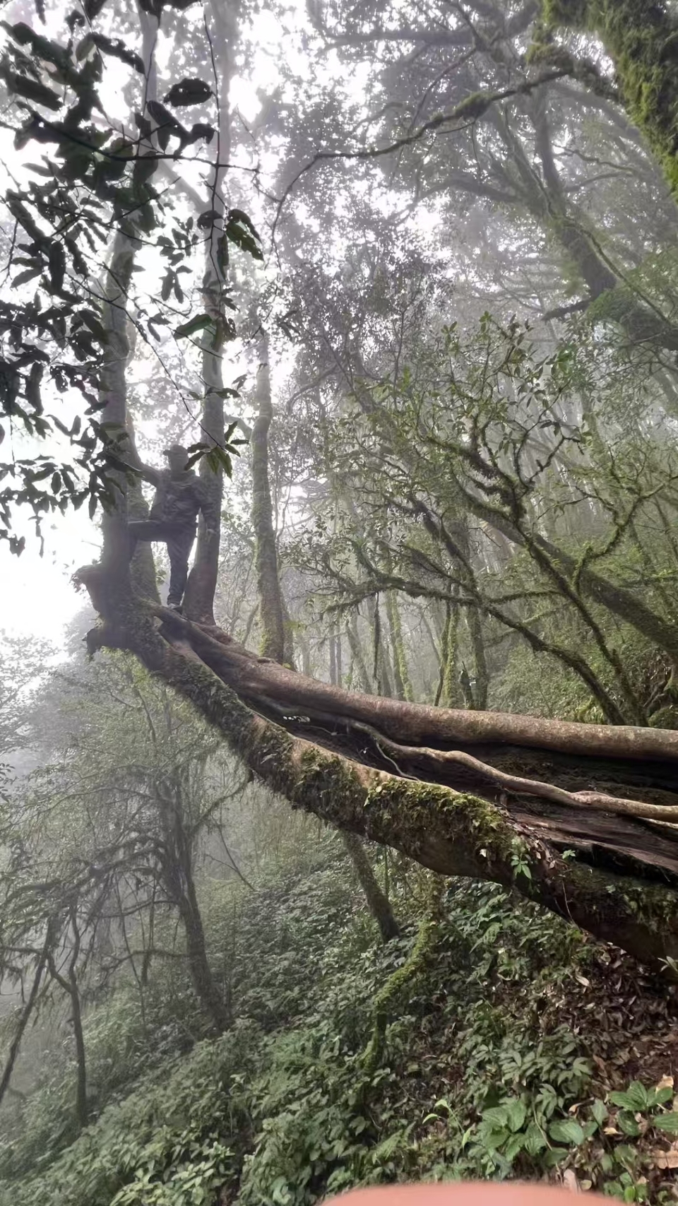 哀牢山，金山原始森林 (6)