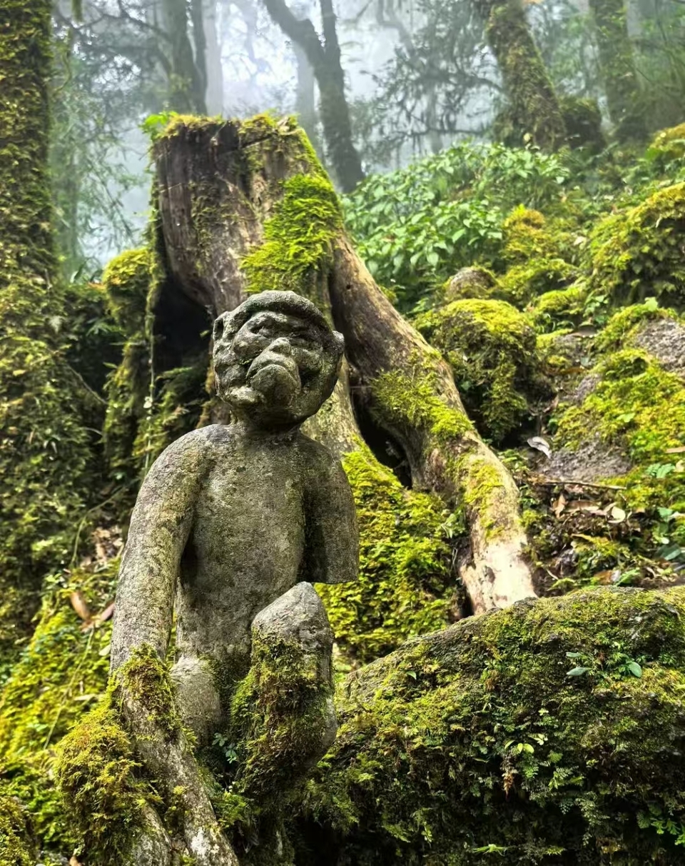 哀牢山，金山原始森林 (7)