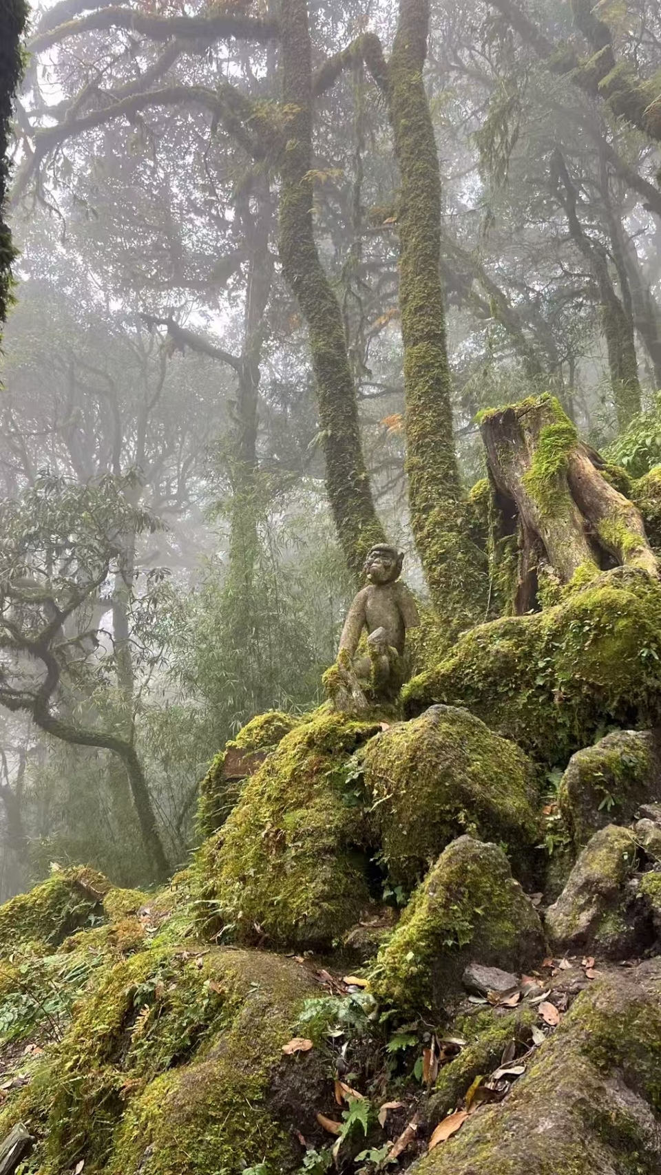 哀牢山，金山原始森林 (10)