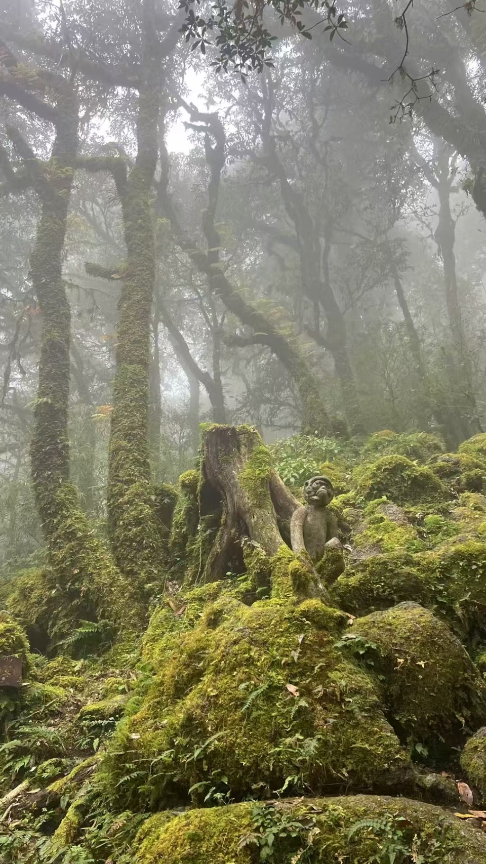 哀牢山，金山原始森林 (11)