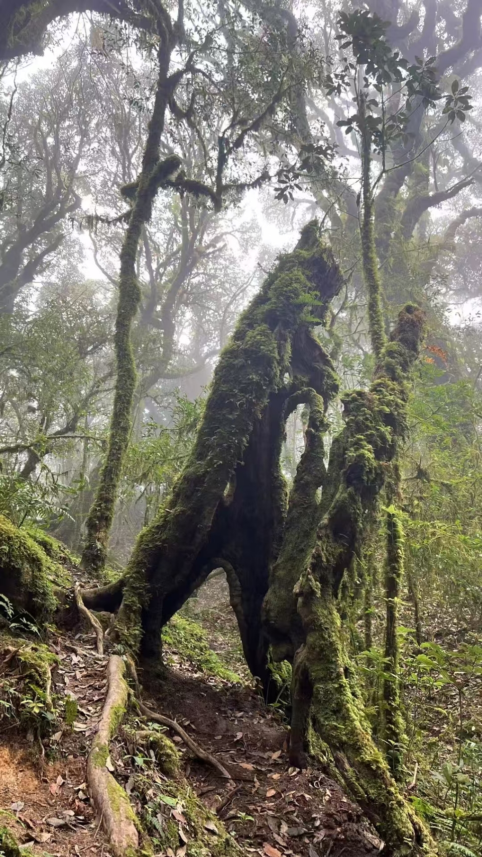 哀牢山，金山原始森林 (12)