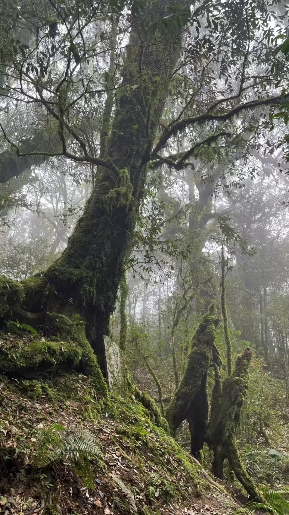 哀牢山，金山原始森林 (14)