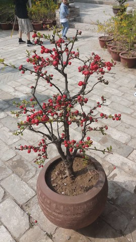 NlWvv2twxP9tjYgN-CnpDpH9RCEDEVeNilH-Wv6rLggU4cPgrobPmMLCG6GLJcQ_