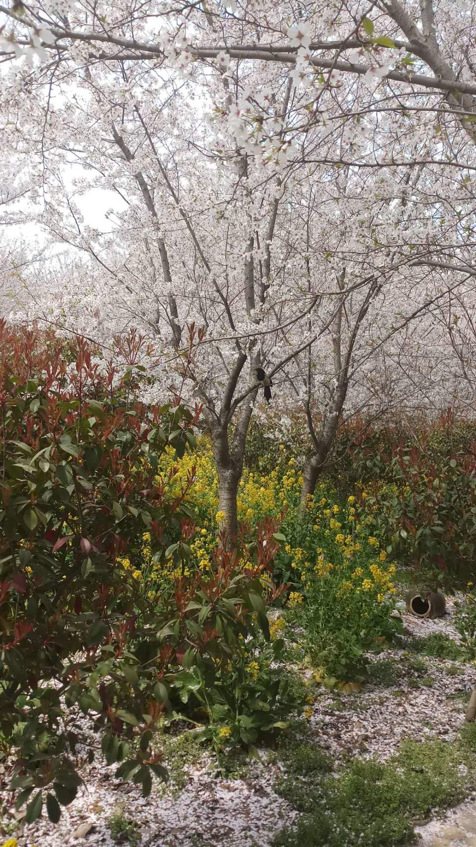 ERnDSqXicobjp4C_q3gCOUFWB-vLvxKaPj8wjKZ7-9UpKe7h_vJlpW8sqko25W3c