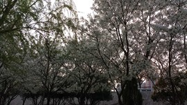 wwAEjk-pBVsWX5juis7GLXseJMqcKUwGu3gKYAi0mzPNWWH0D6ciknzvQo_mLinu