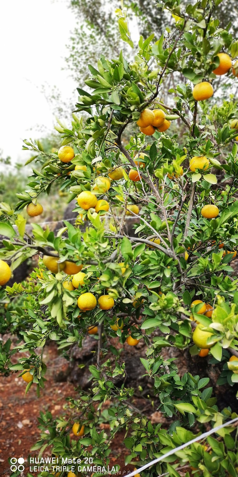 wTJ4xwdHf9Bj2zqiw-rdpY6HBIEDyKiFgDmiuHeV9uBXCU-8U050-7-a1Qyo6lZH