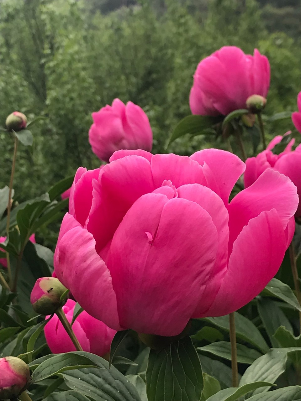 8F17008B-8009-4515-823C-97289BF8B11F