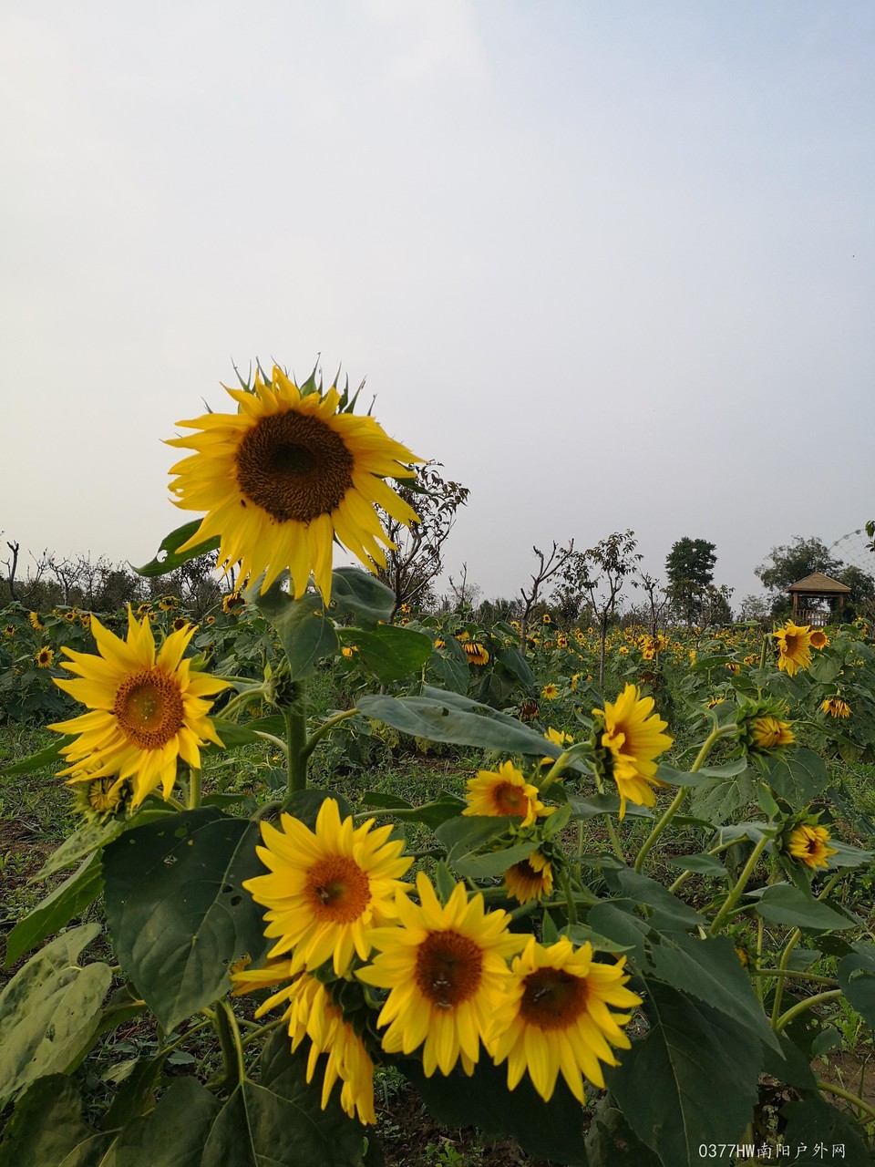 Oaks-tL7EJUWRVeGO1abWbHvGMjP9hBgEhRNhalPHGkQzU2_IgVgpDLsYuNHqu-4