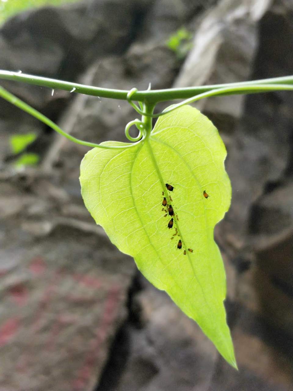 CoUYQ7Fz8fuTAJZ0OKfr_Kb8MG0uwPP2jApbyo5OT1teyRGQ1y0utJyAJIpGaJIw