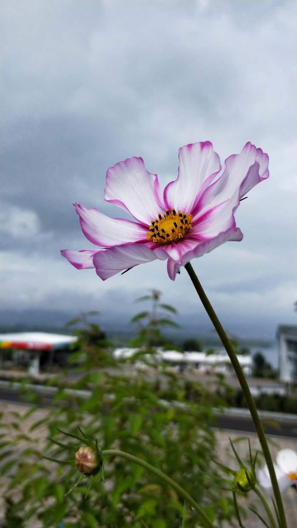 Gngb_Eu1Vn7slPZ2SQXZNbdK8RMalz4K11i_FiRnVbfvhkKP5BYc68xSgQ5XC4L5