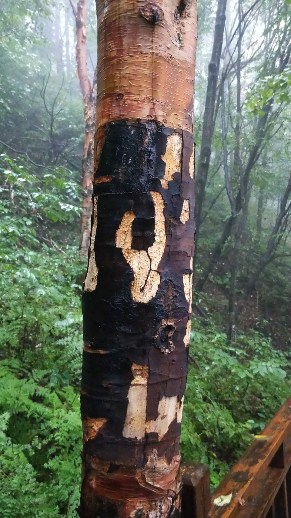 SwpqnY7H8oWay38q_jd3SSgdElr3qAGfrLGaqK54h3XRIy64ZTiSfGx0N16PIWEs