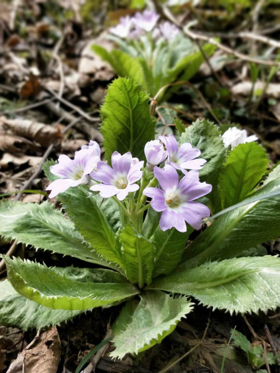 dVpYr-dGRMvovTKbrbkxM-Jnf9EuZ6TbFd8wiW4IaTwhWXr6whNvDRShoEyVMMsU