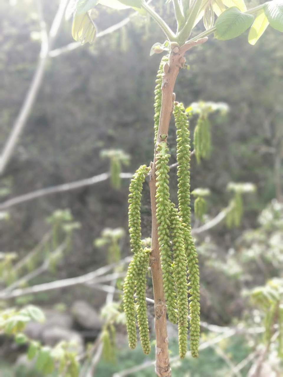 r1p1pfS3MMQYt_aIEWQqaB41K_5m7RzMpzCLxb1cEar5ShWHxNFRa3laaCIj48ZW