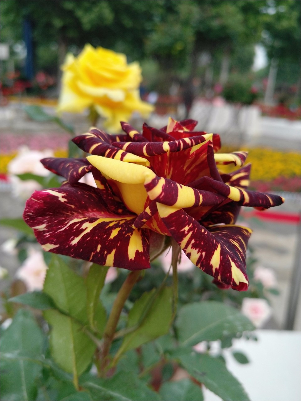 IMG_20180429_071243R