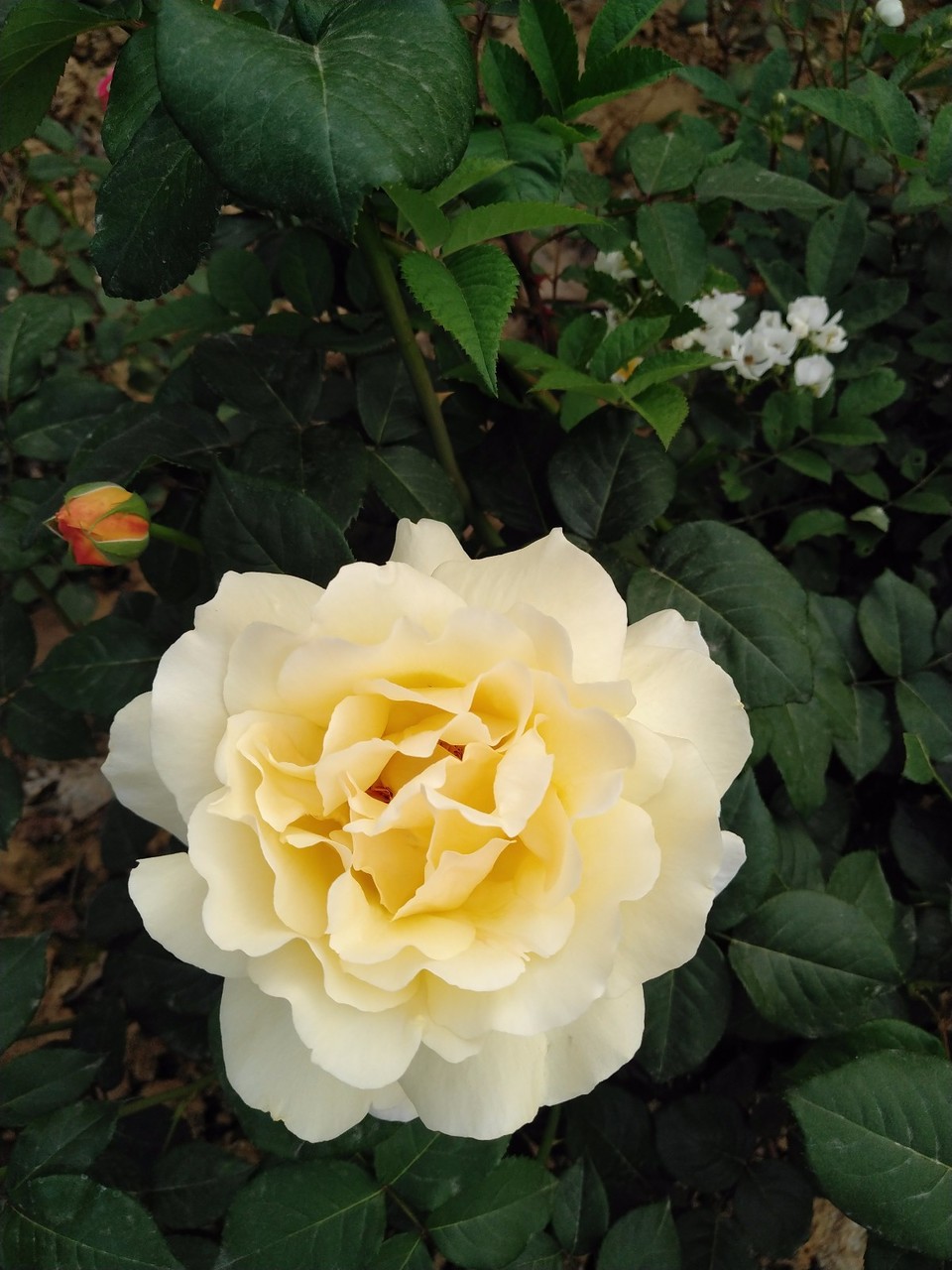 IMG_20180429_070240R