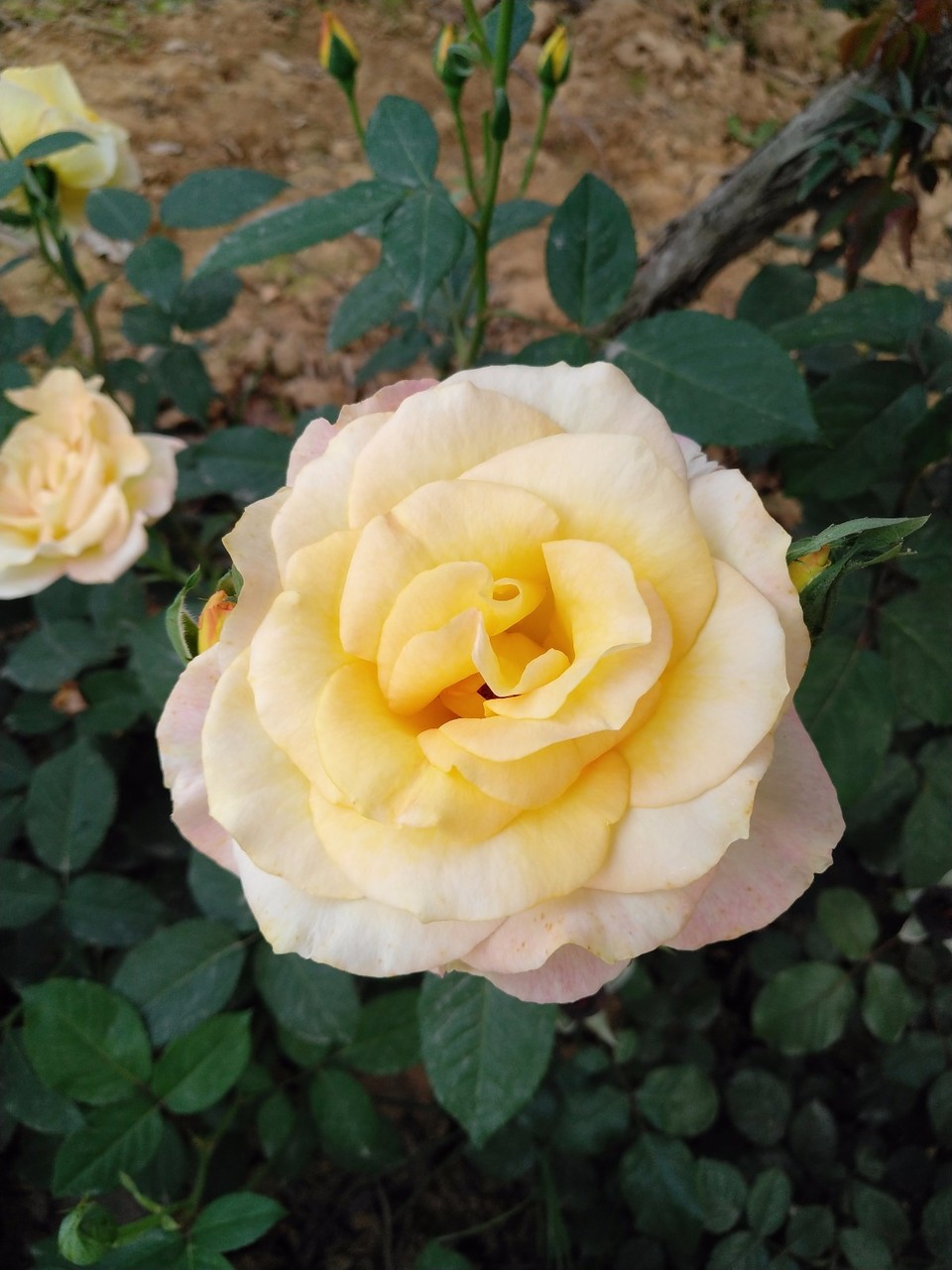 IMG_20180429_070420R