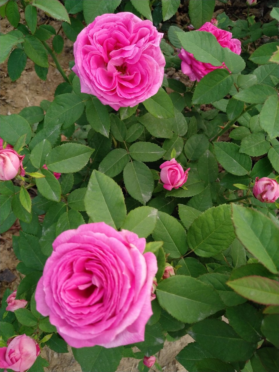 IMG_20180429_065639R