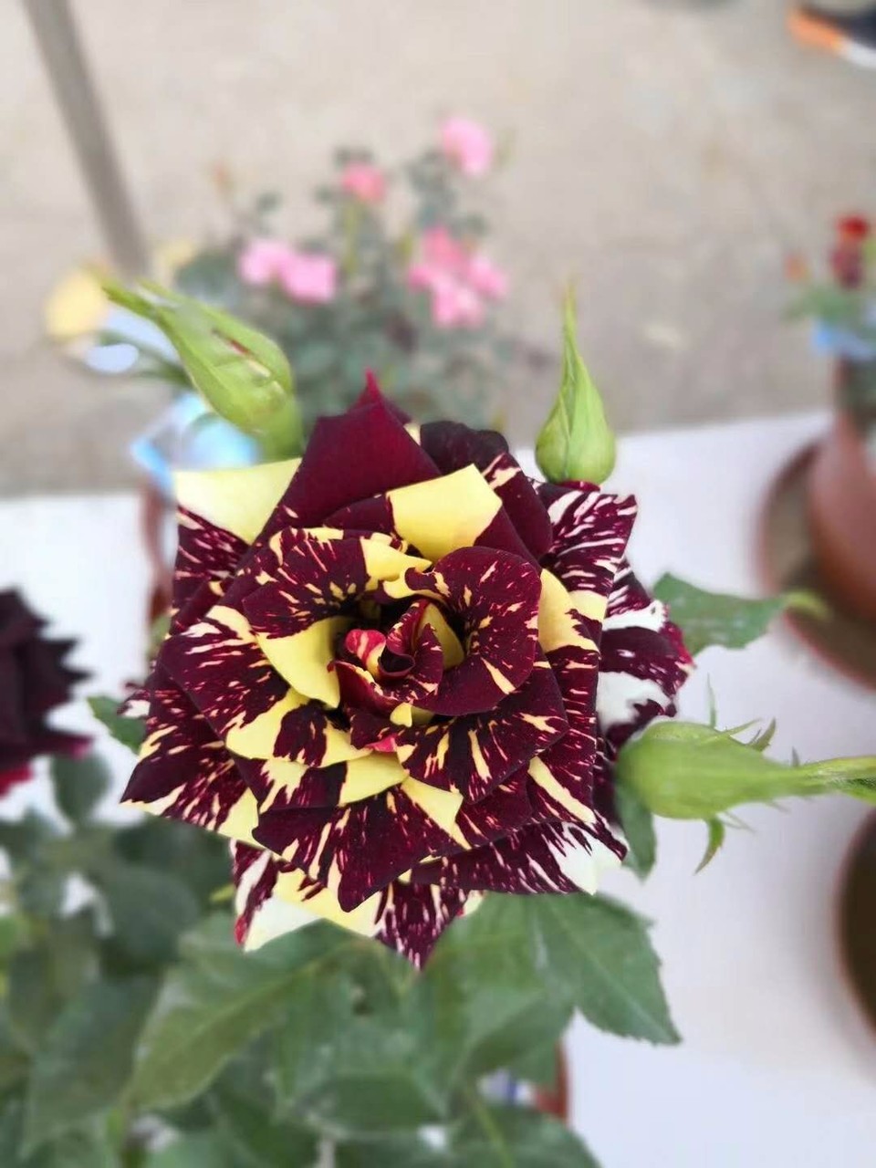 mmexport1525006605490