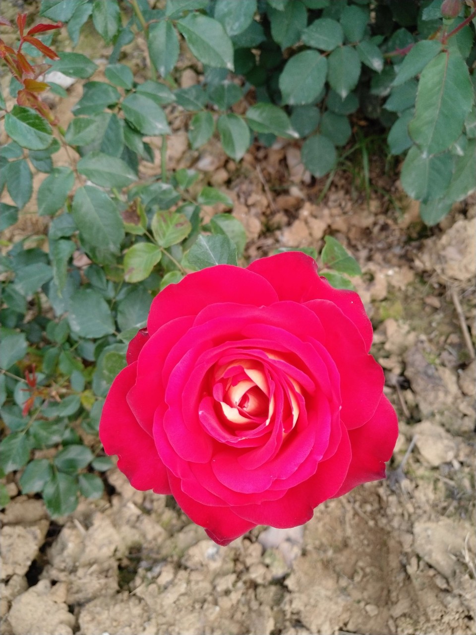 IMG_20180429_070318R