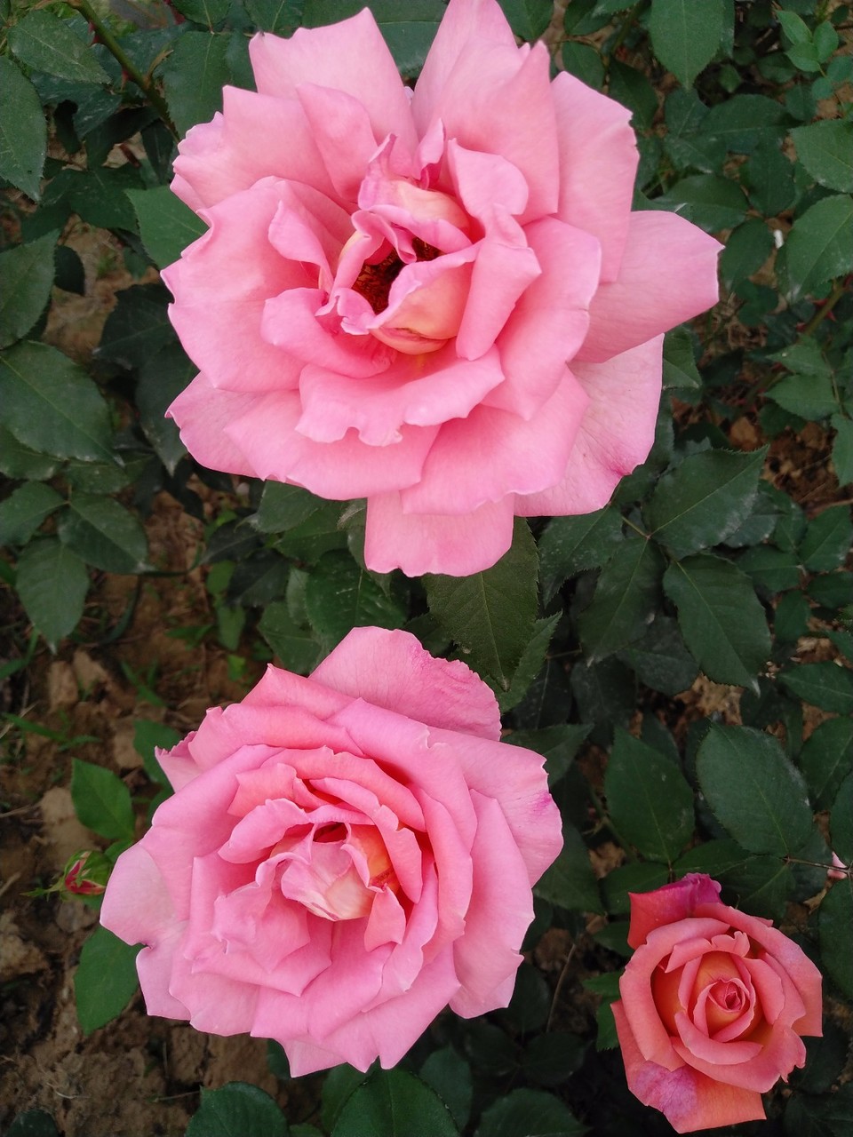 IMG_20180429_070102R