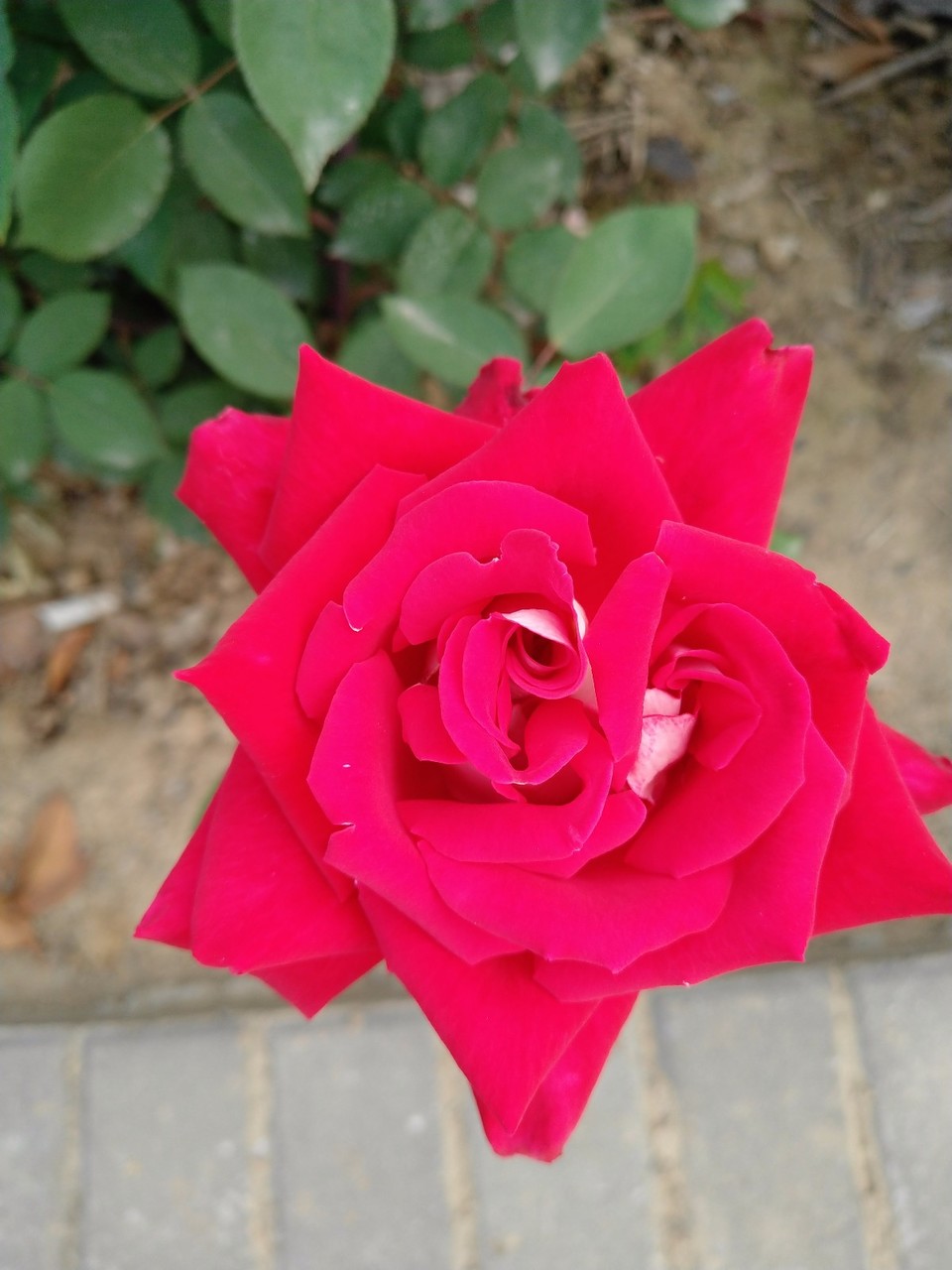 IMG_20180429_065631R