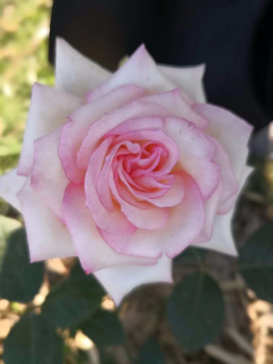 mmexport1525006625069