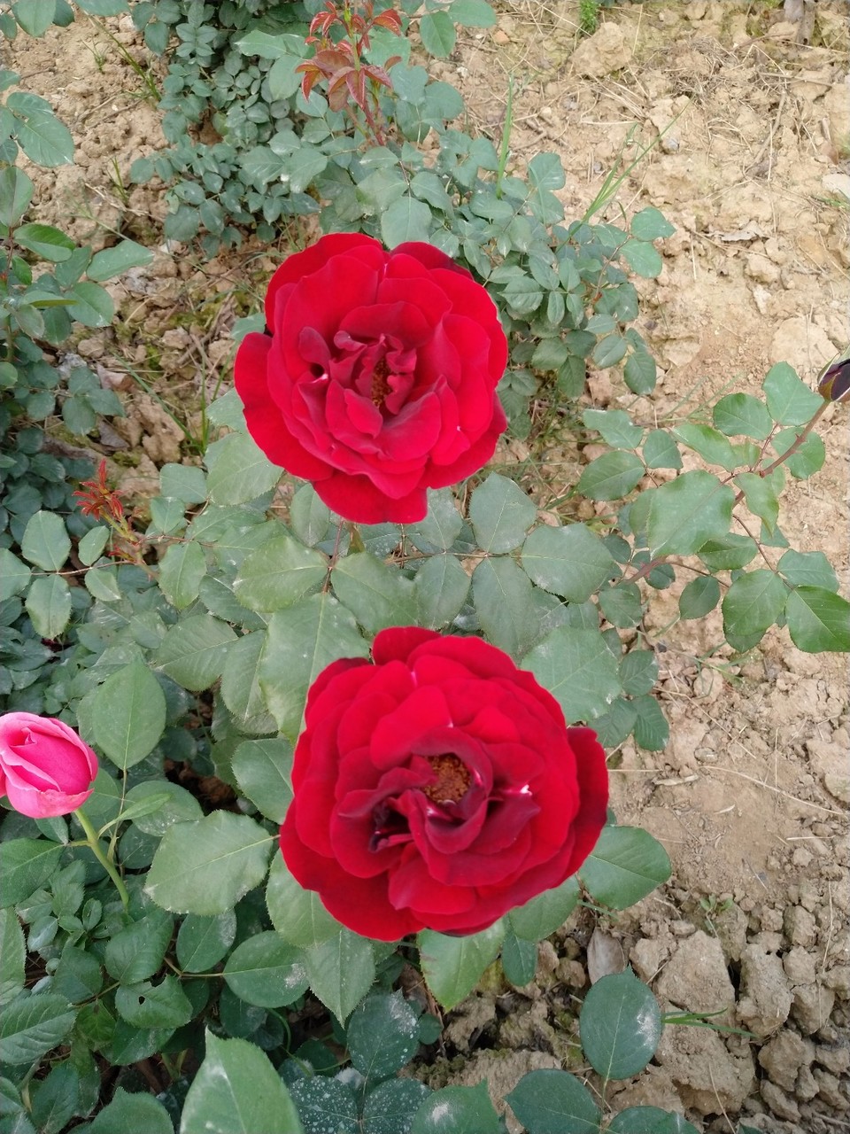 IMG_20180429_065731R