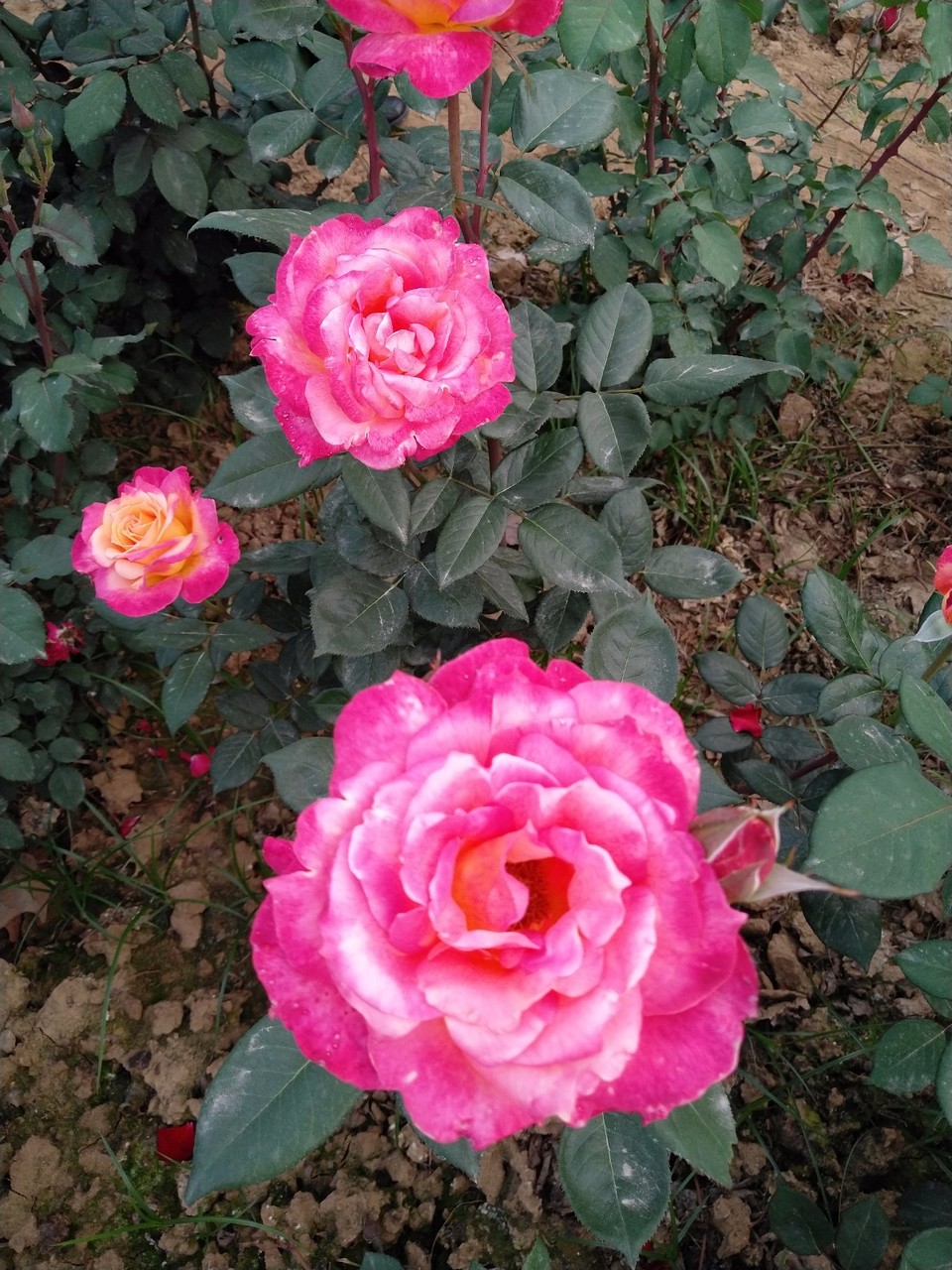 IMG_20180429_070303R