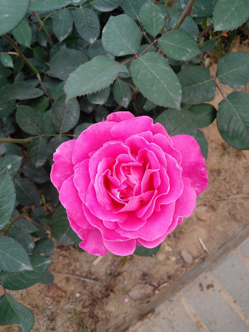 IMG_20180429_070348R