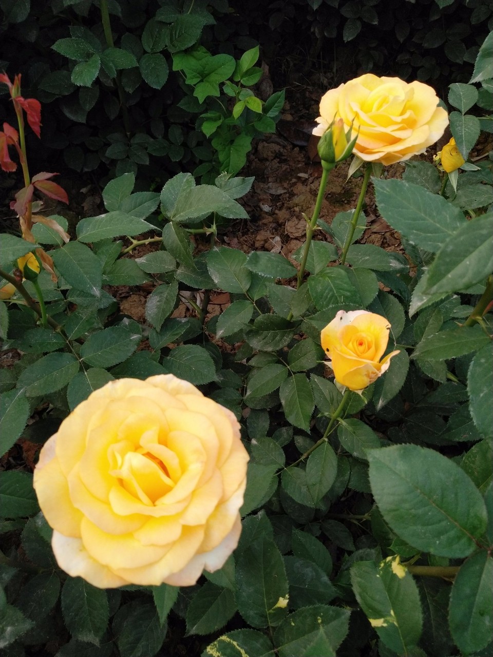 IMG_20180429_065903R