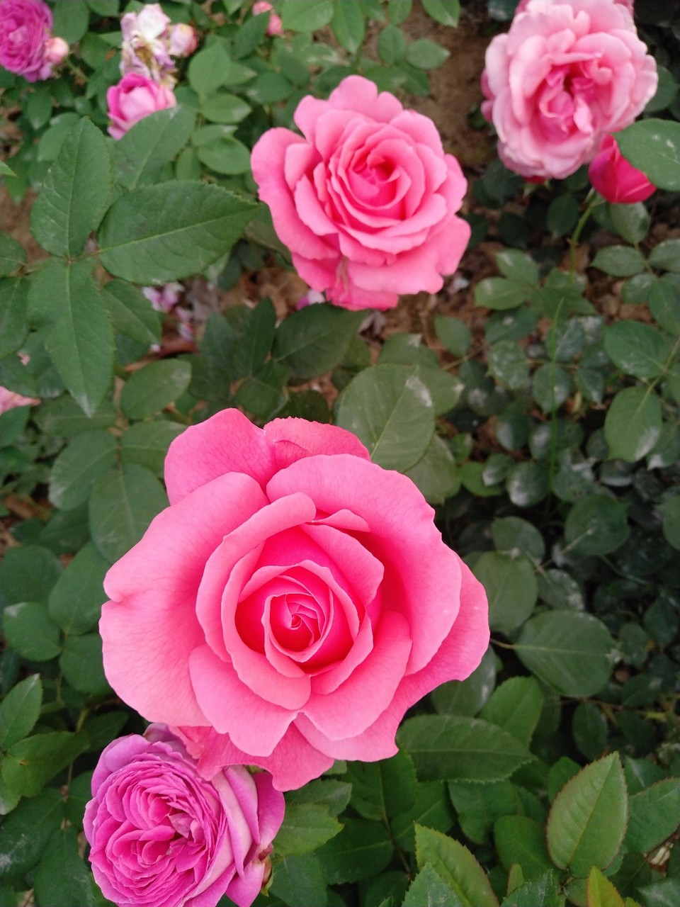 IMG_20180429_065649R