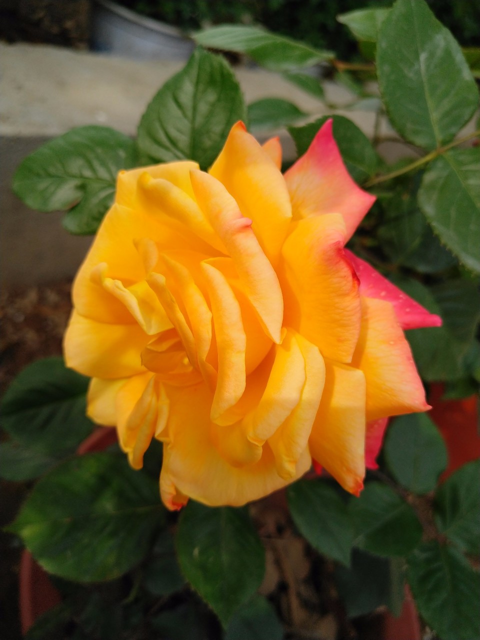 IMG_20180426_161241R