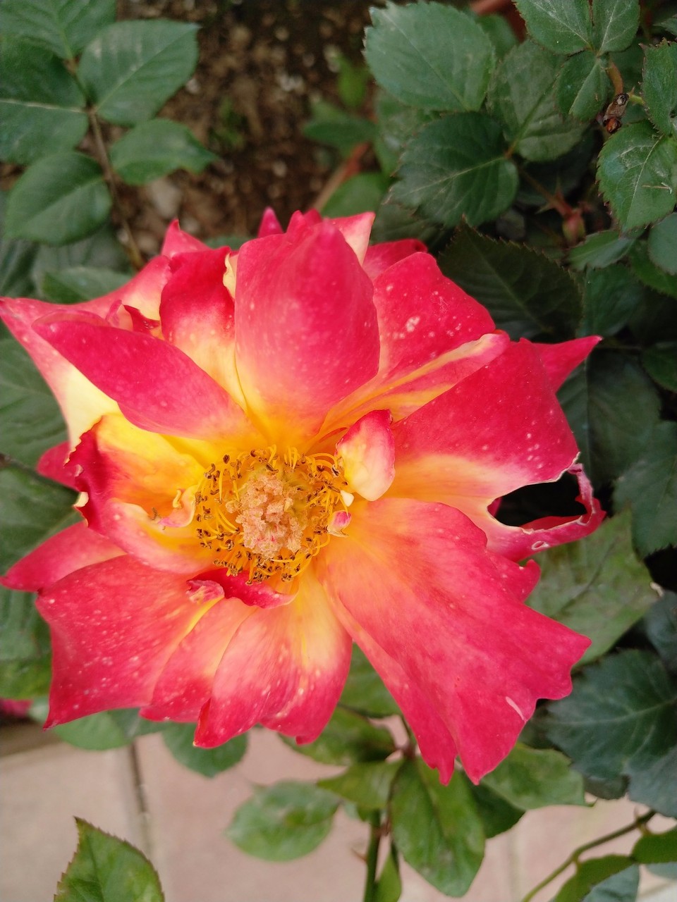 IMG_20180426_161217R