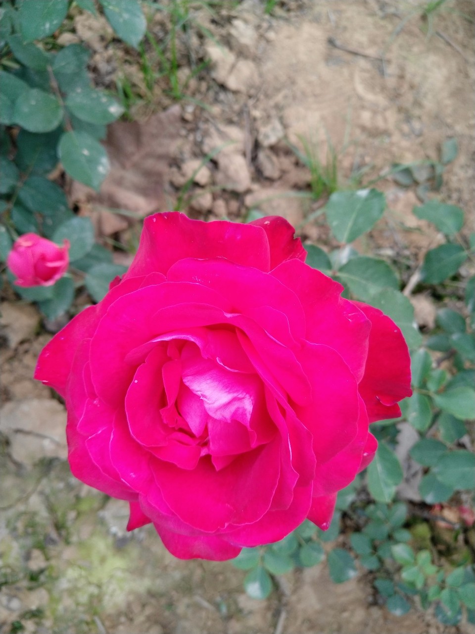 IMG_20180429_070328R