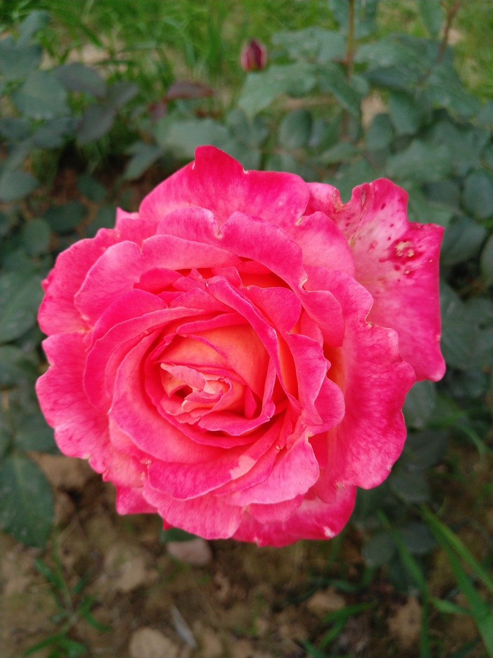 IMG_20180429_070109R