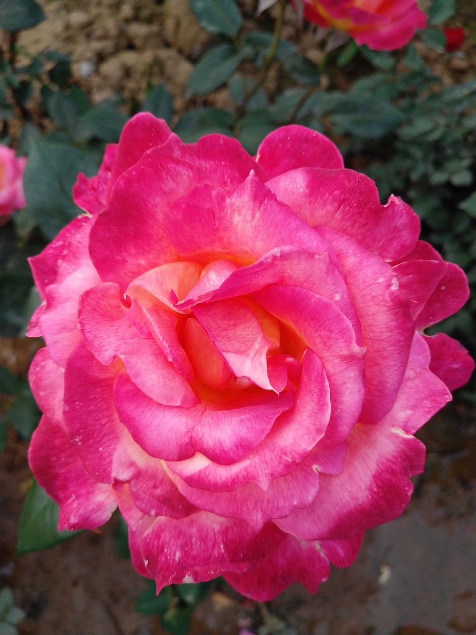 IMG_20180429_070143R