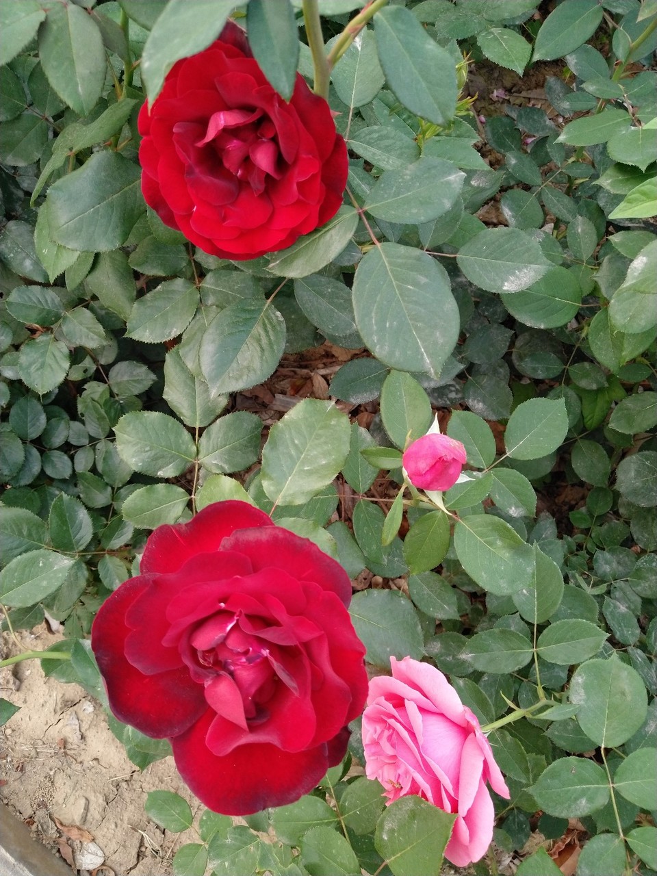 IMG_20180429_065807R