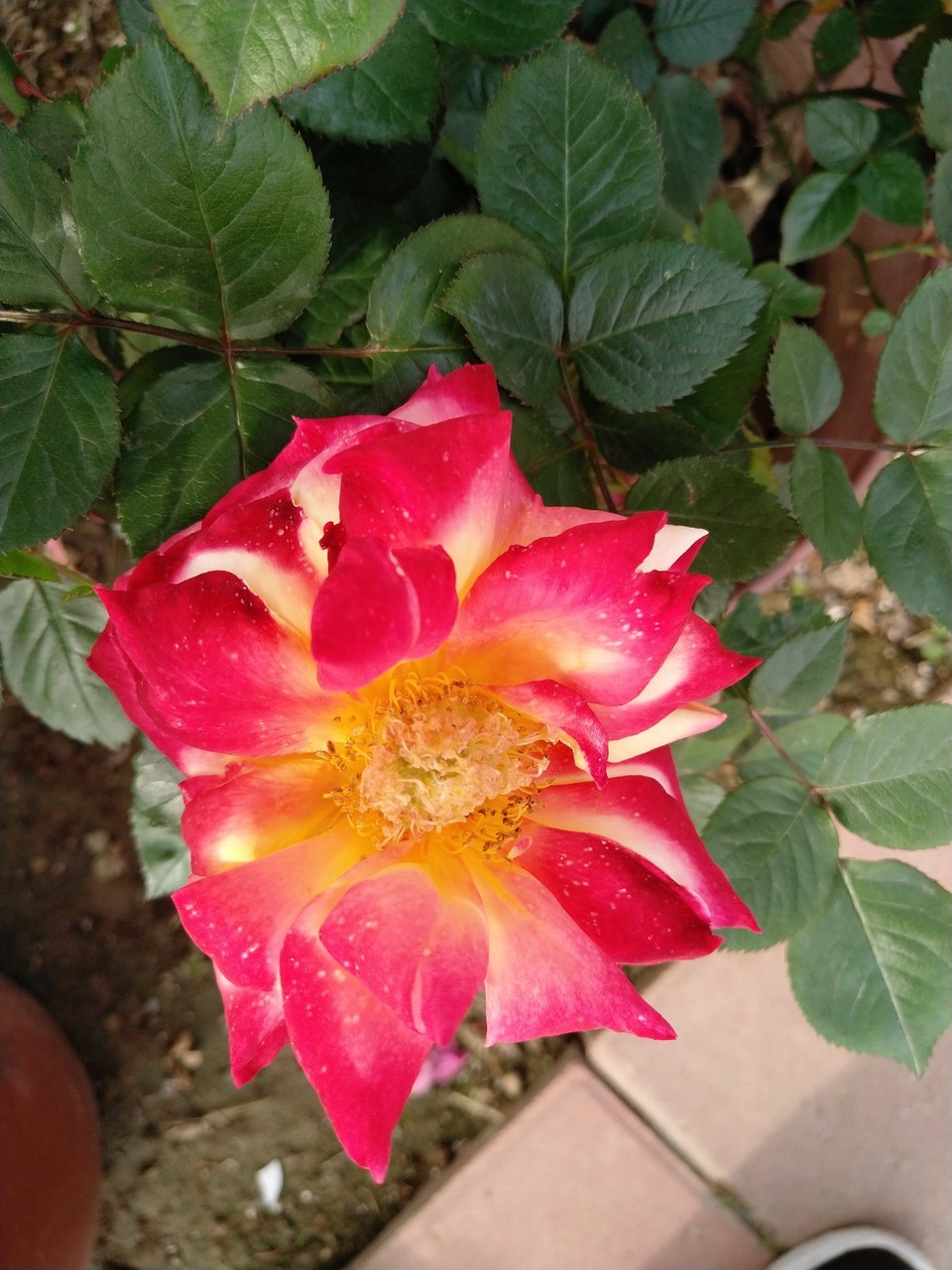 IMG_20180426_161233R