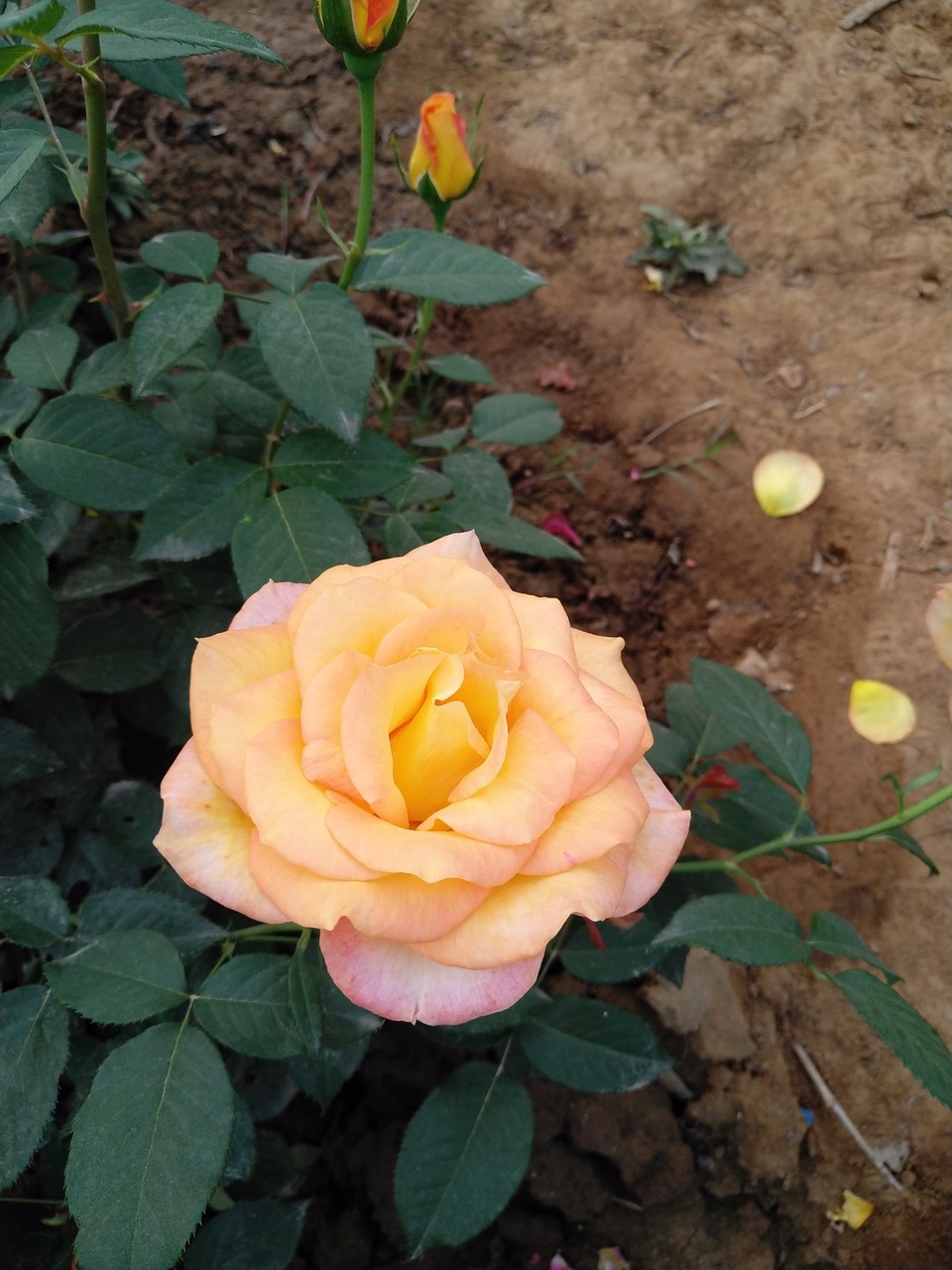 IMG_20180429_070154R