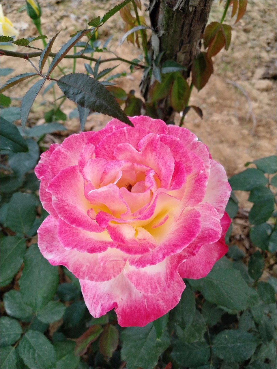 IMG_20180429_070433R