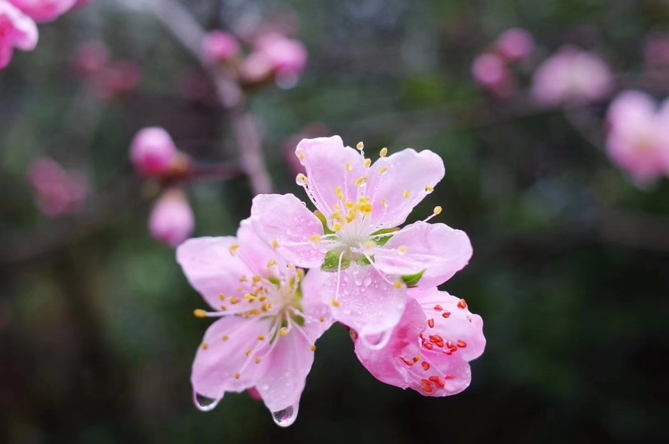 mmexport1521418448509