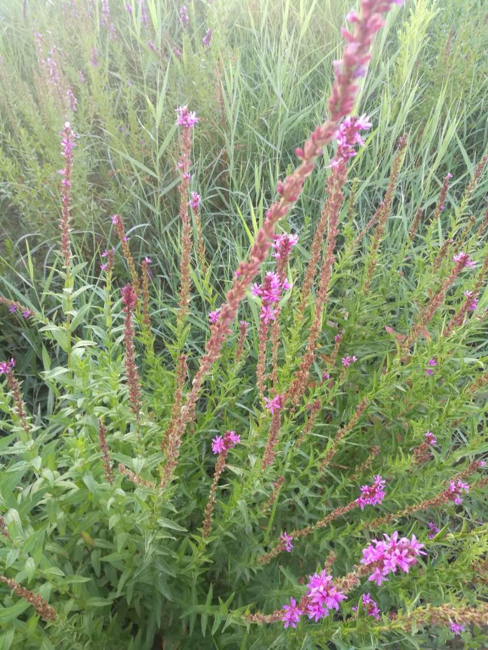 RkyHuALZtBqrBJYwlY5irHPKtcbleCnI-v_oDT9fJFrBF0ATuUQgtXdeMbm7rBs7