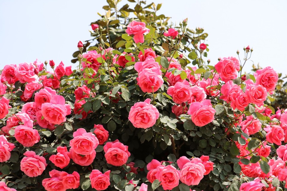 20180428113347_IMG_6816