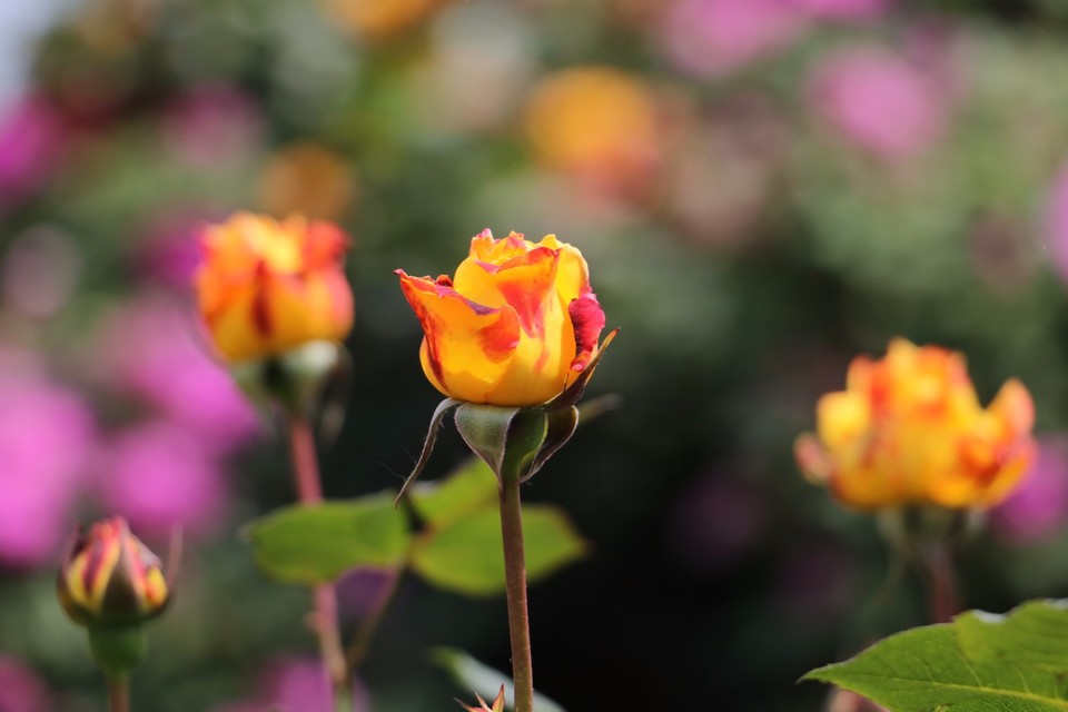 20180428122324_IMG_6906