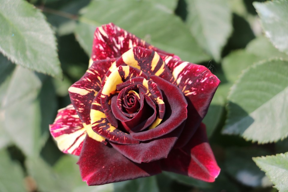 20180428114126_IMG_6839