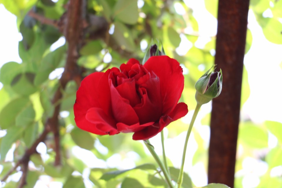 20180428115646_IMG_6858