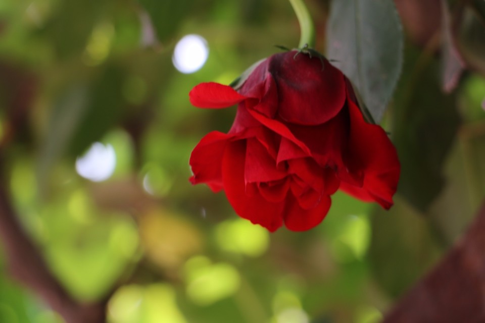 20180428115943_IMG_6862