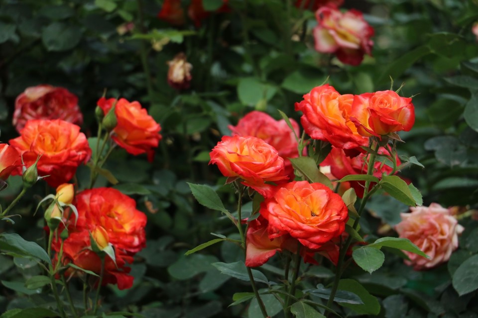 20180511160353_IMG_7084