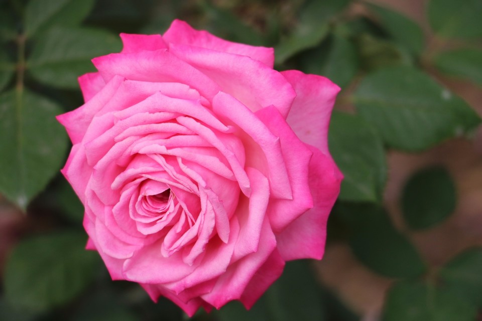 20180511160217_IMG_7078